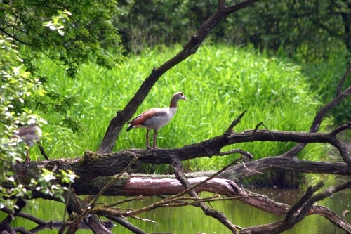 Bewohner des Schütteichs, © FNMK 2010