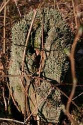 Flechtenbewuchs auf altem Baumstamm, © FNMK 2004