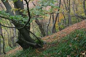 Typische Vegetation in den Schluchtwäldern der Lennehänge, © FNMK 2004