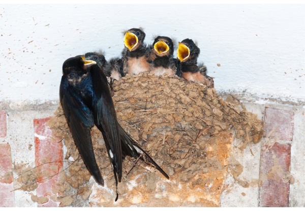 Projekt 2023, Rauchschwalbe (Hirundo rustica) @ Adobe Stock