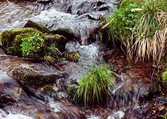 Ausschnitt der jungen Lister in Willertshagen, © FNMK 2004